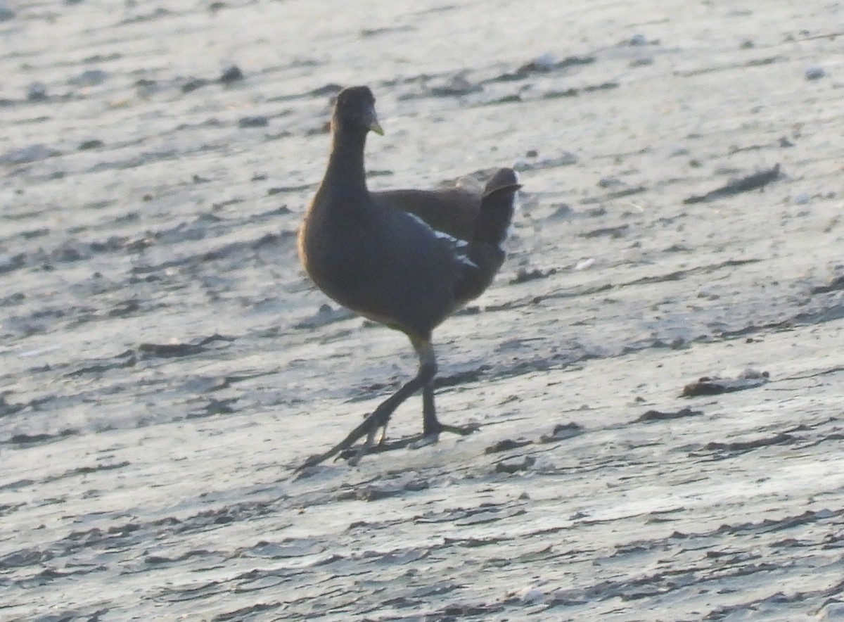 Eurasian Moorhen - ML646713987