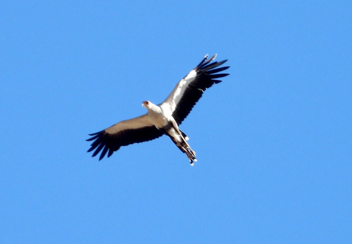 Sekretär - ML646713988