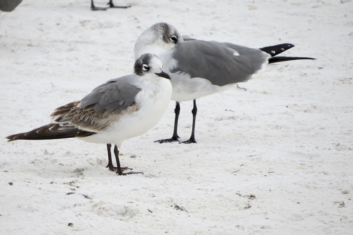 Franklin's Gull - ML646713991