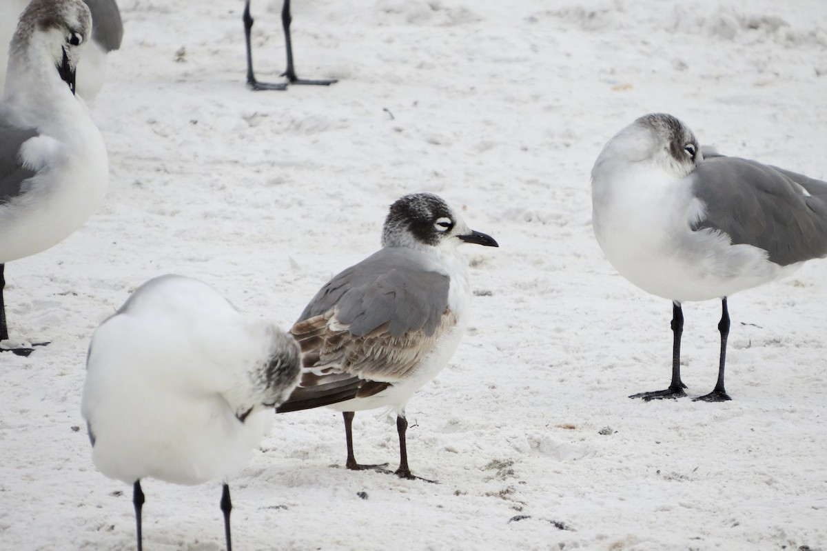 Franklin's Gull - ML646713992