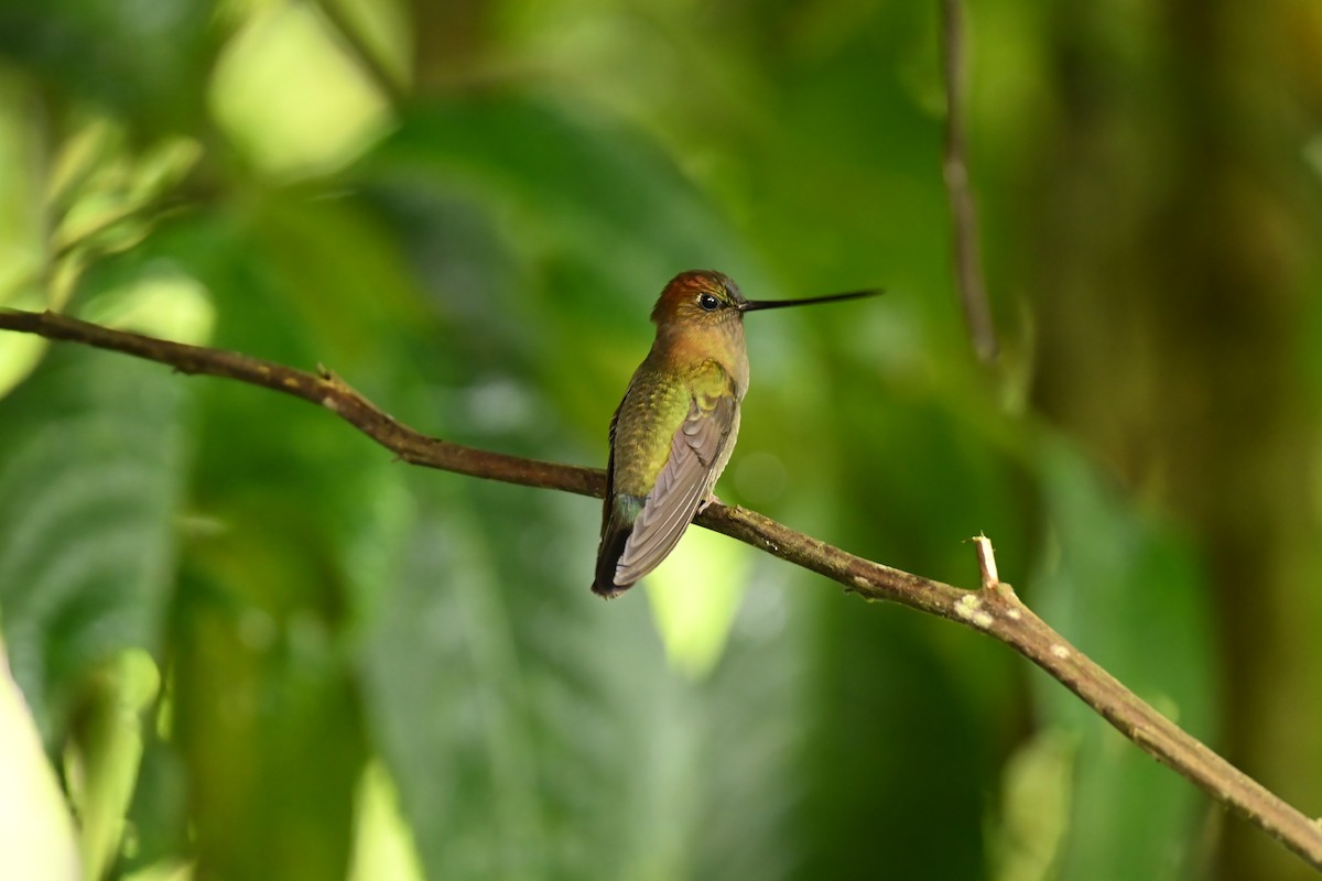 Porte-lance de Louise - ML646713994