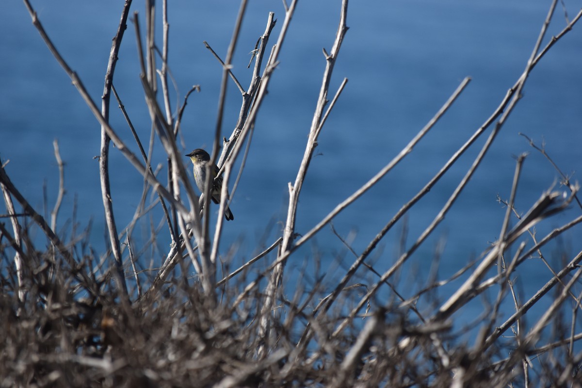 Reinita Coronada - ML646713995