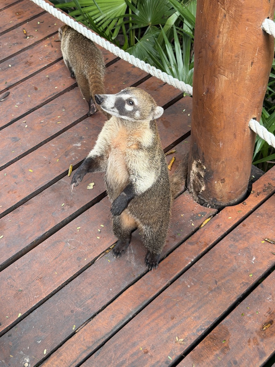 Animals - ML646713997