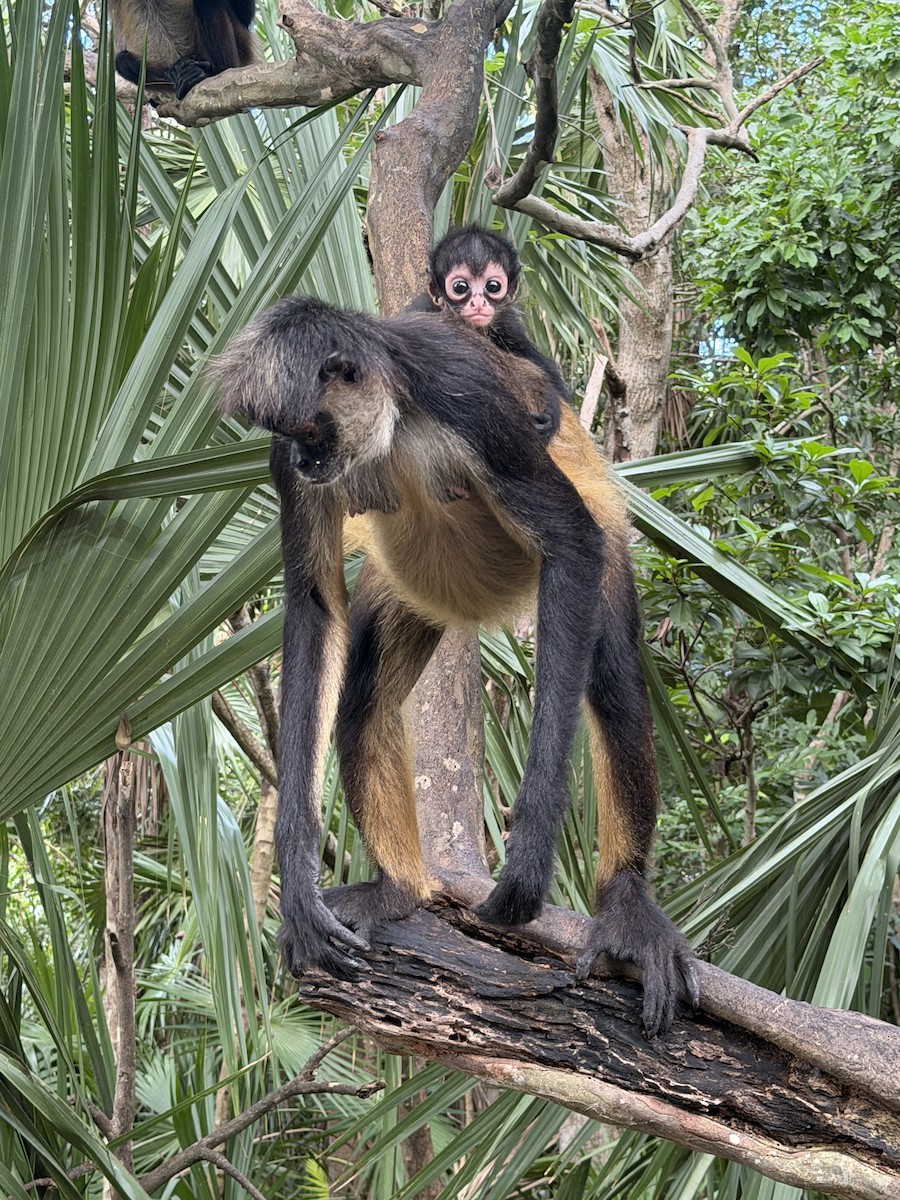 Animals - ML646713998