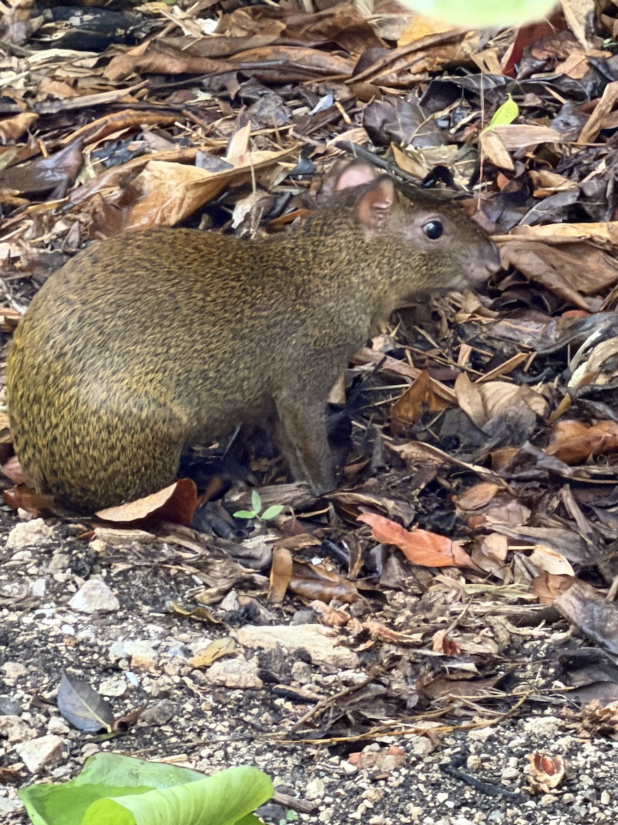 Animals - ML646713999