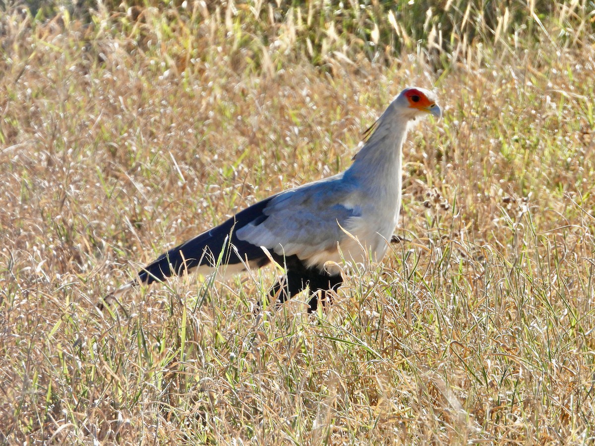 Sekretär - ML646714001