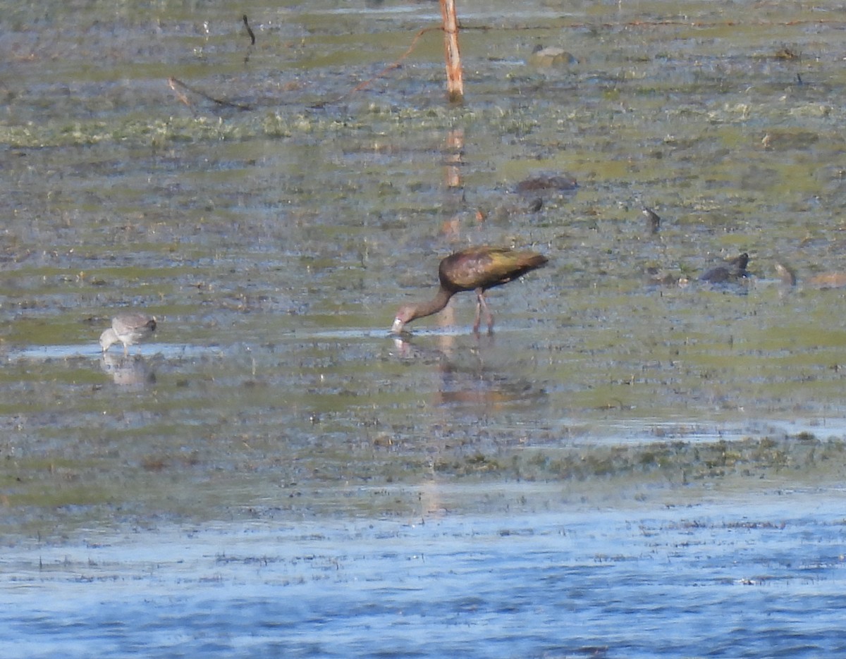 Ak Yüzlü Çeltikçi - ML646714003