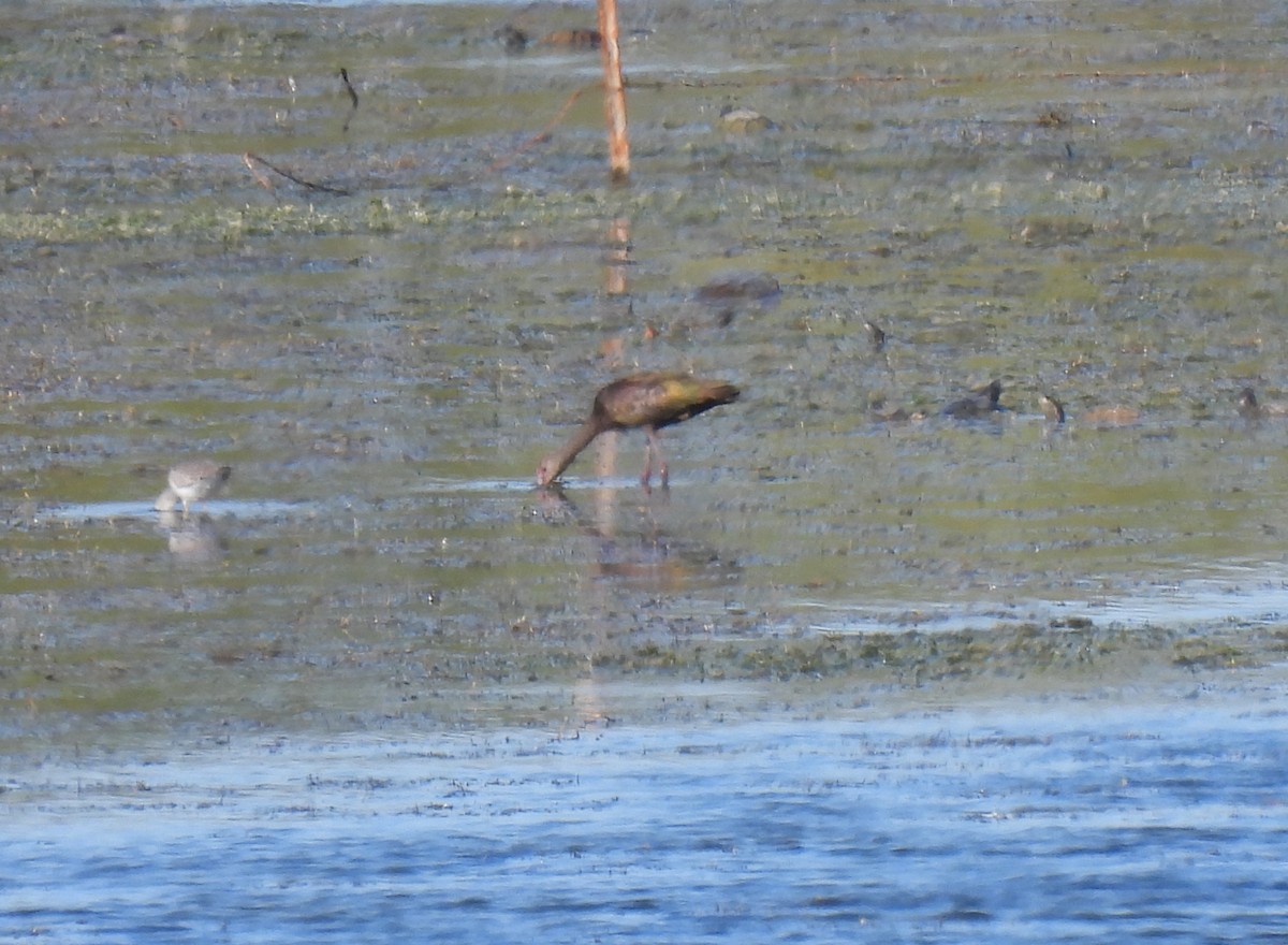 Ak Yüzlü Çeltikçi - ML646714004