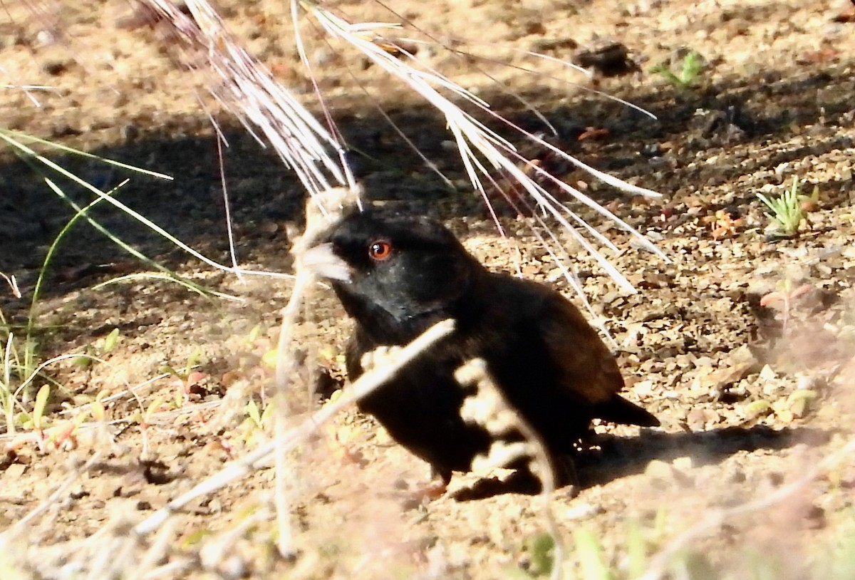 Schwarzwangenlerche - ML646714008