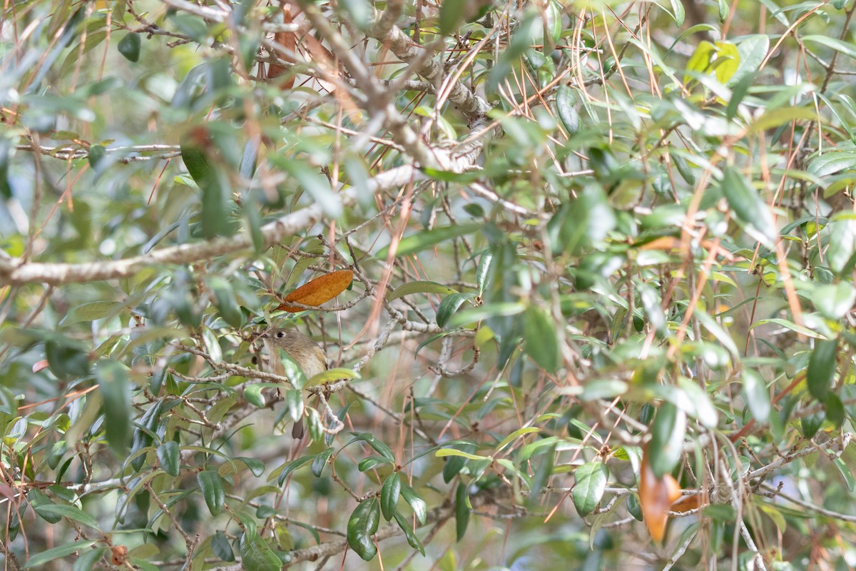 Ruby-crowned Kinglet - ML646714009