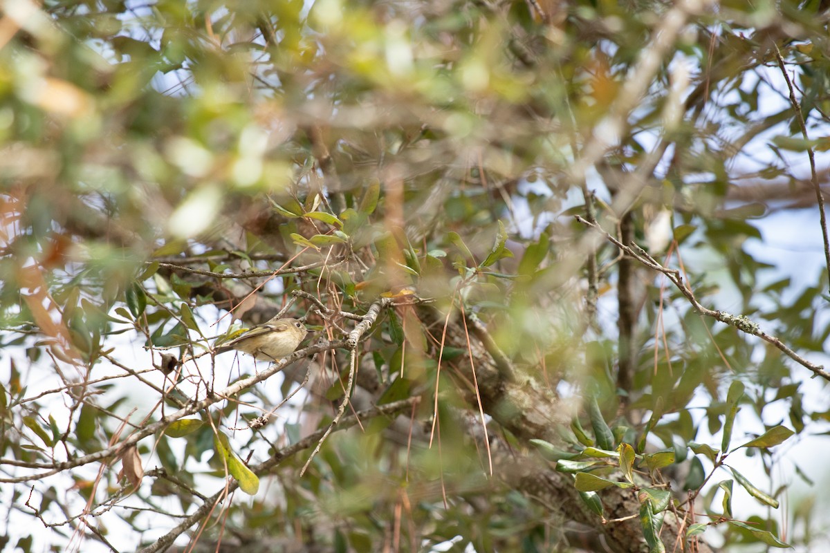 Ruby-crowned Kinglet - ML646714010