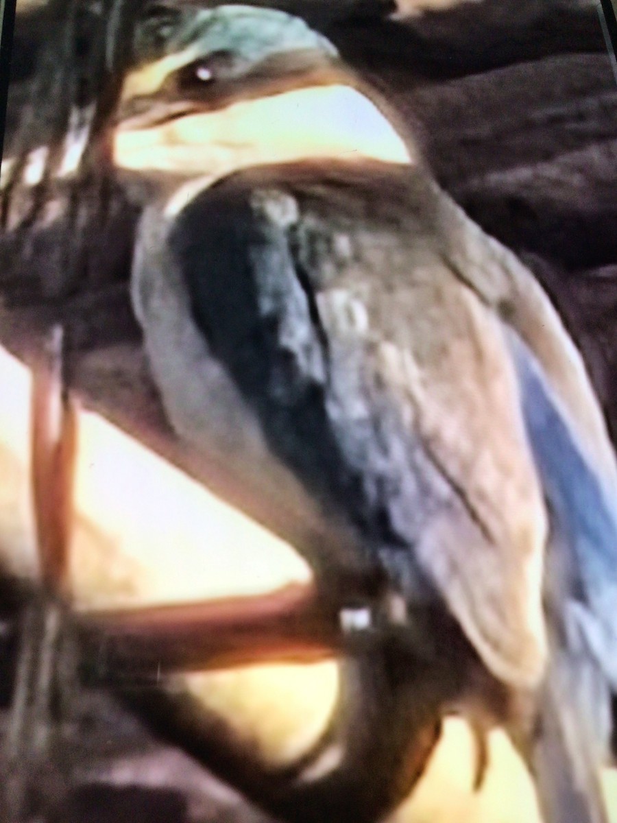 maskaraisfugl - ML646714011