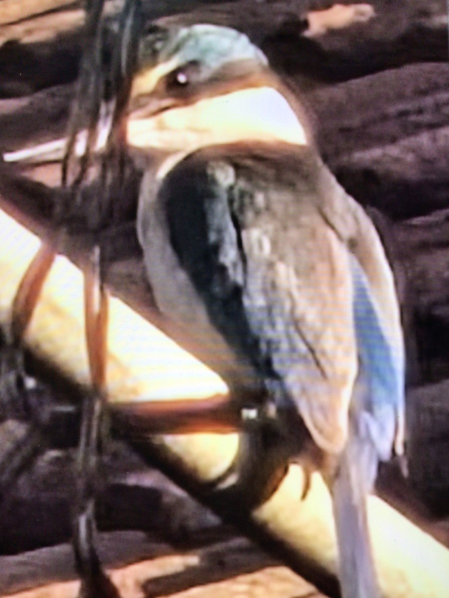 maskaraisfugl - ML646714012