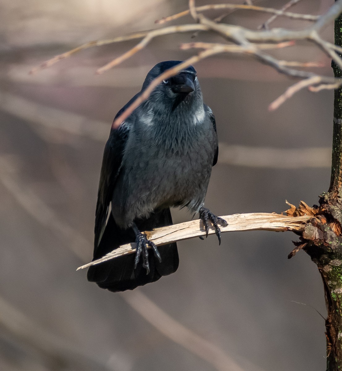 kavka obecná - ML646714013