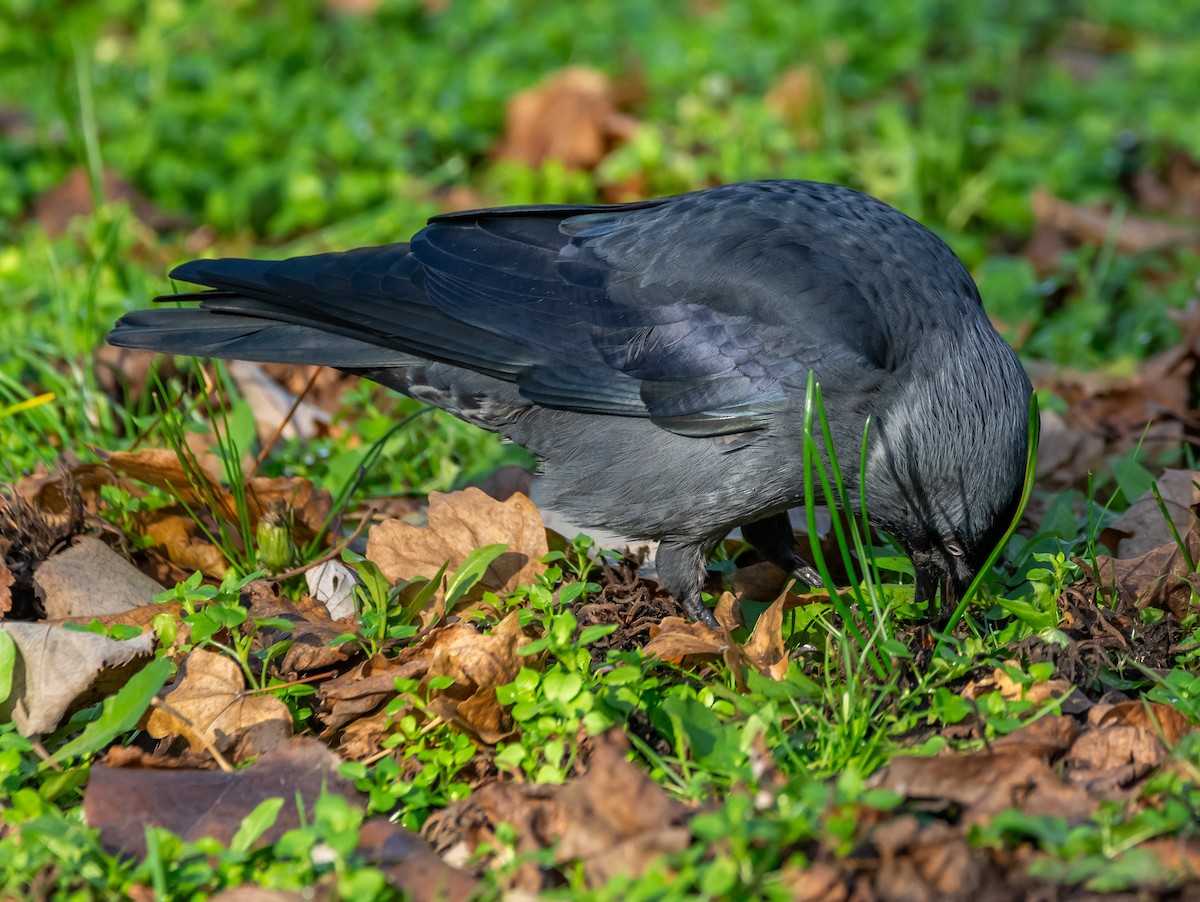 kavka obecná - ML646714014