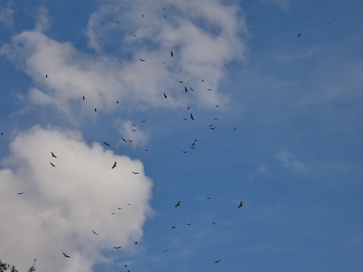 Turkey Vulture - ML646714016
