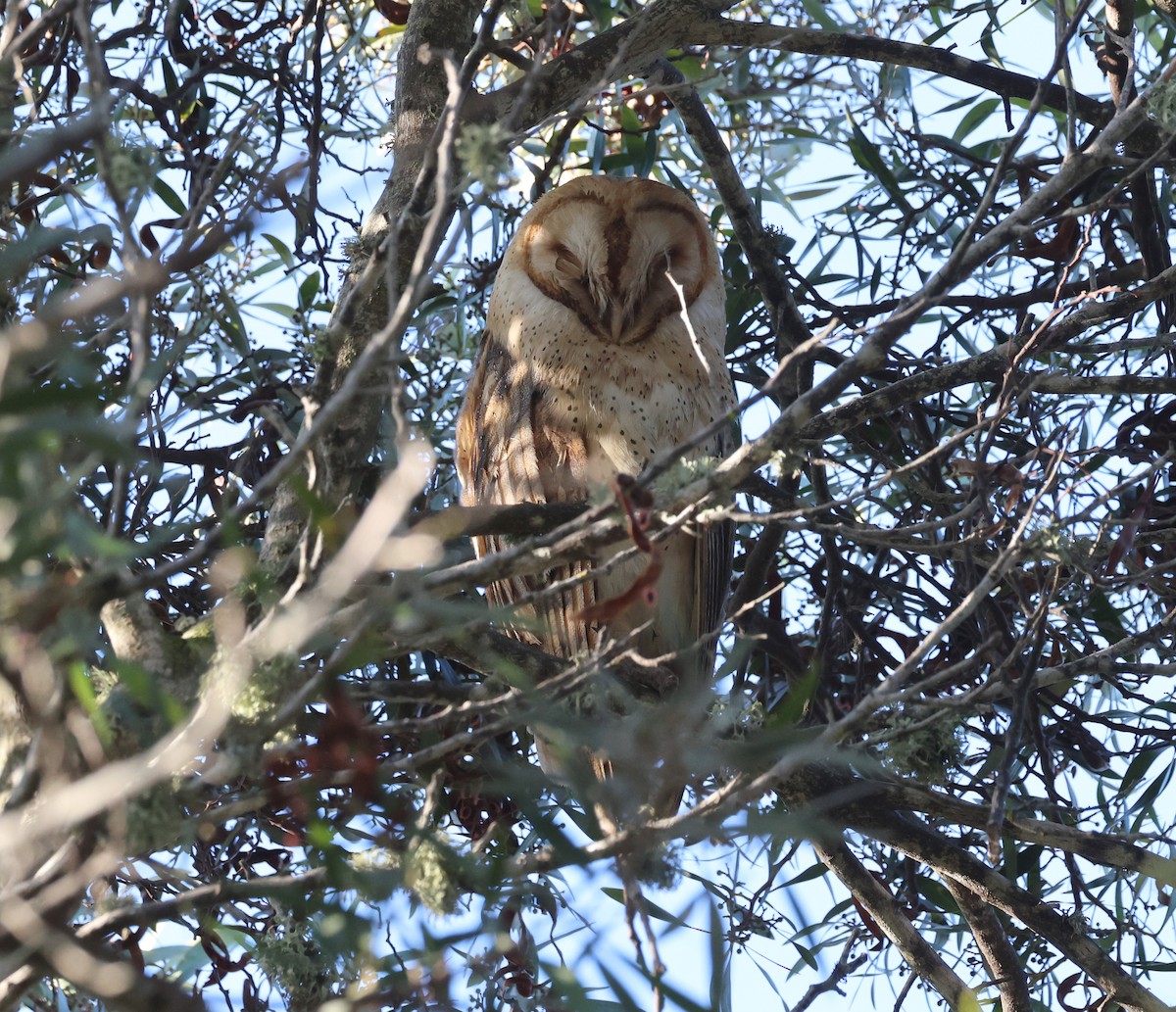 Amerikaschleiereule - ML646714017