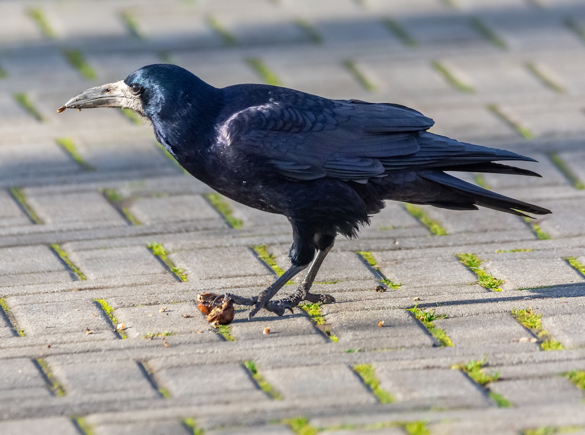 havran polní - ML646714019