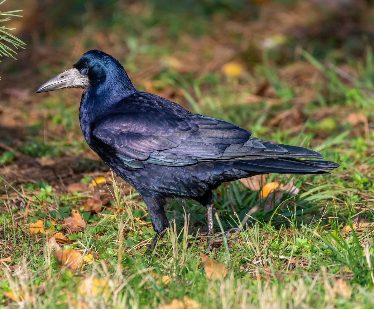 havran polní - ML646714020