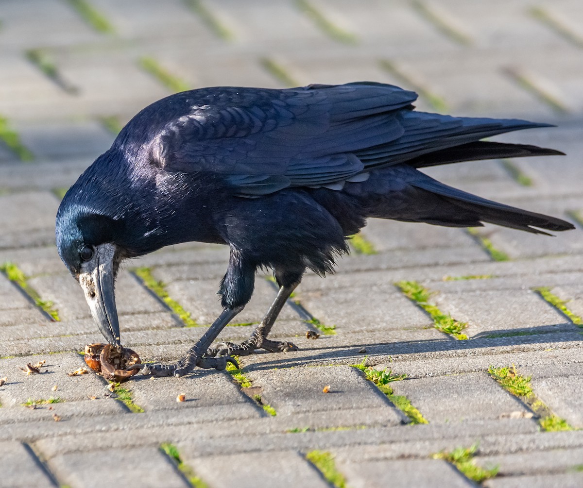 havran polní - ML646714021