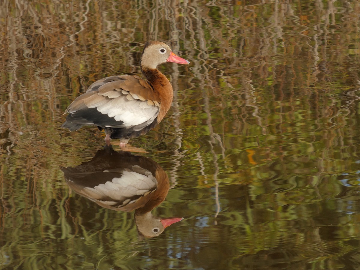 アカハシリュウキュウガモ - ML646714022