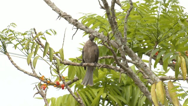 Шлемоклювый кожеголов (yorki) - ML646714023