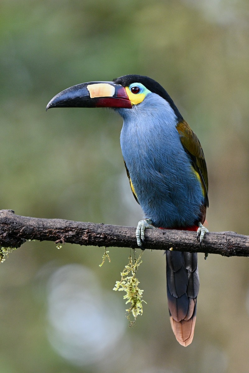 Plate-billed Mountain-Toucan - ML646714027