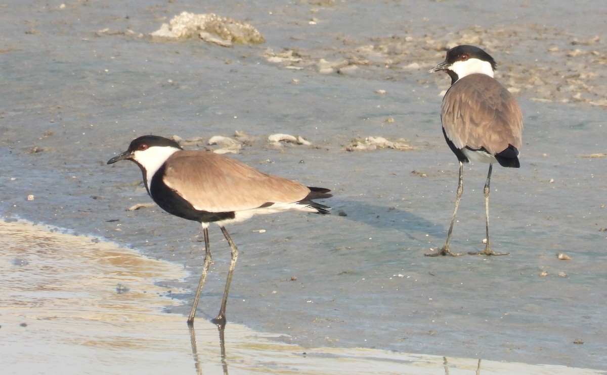 Spur-winged Lapwing - ML646714028