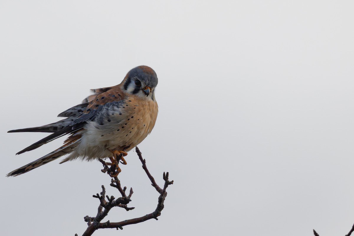American Kestrel - ML646714040