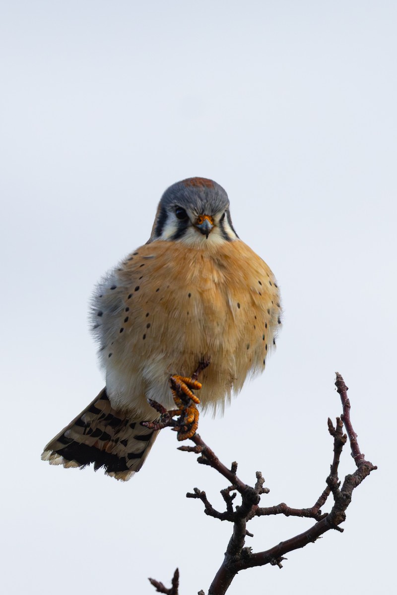 American Kestrel - ML646714041
