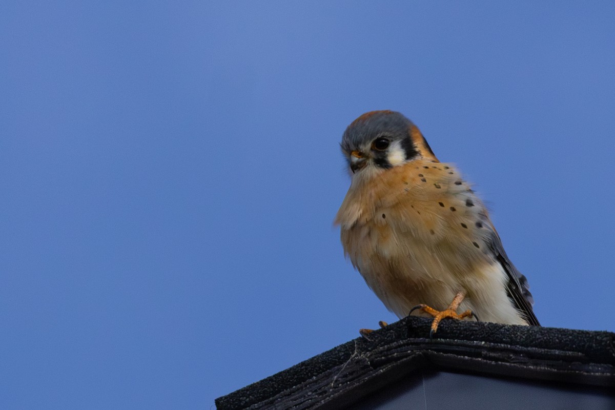 American Kestrel - ML646714042