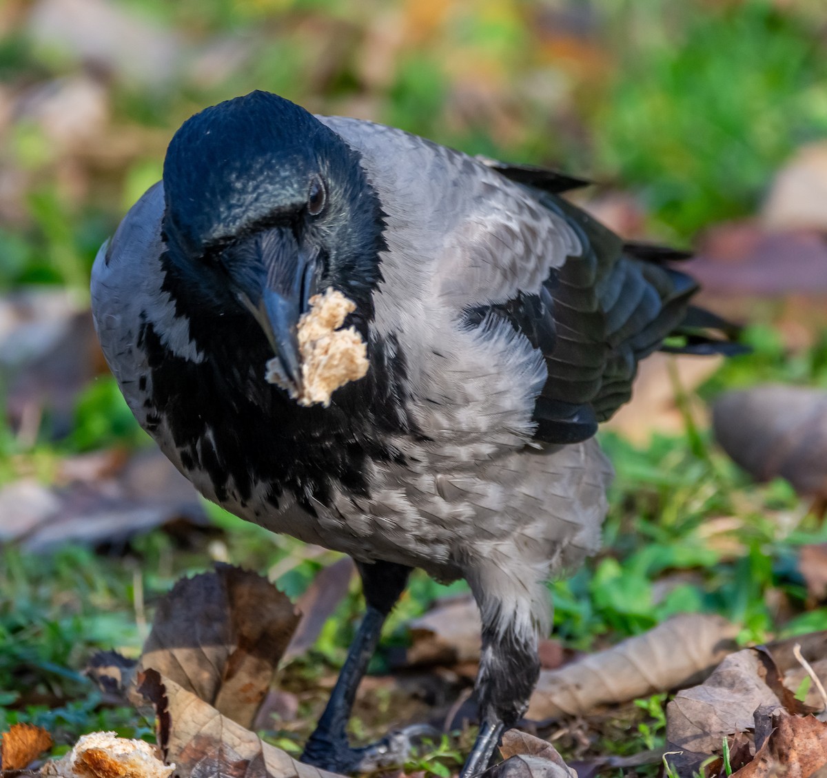 vrána šedá - ML646714045