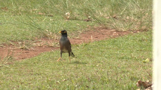 Common Myna - ML646714046