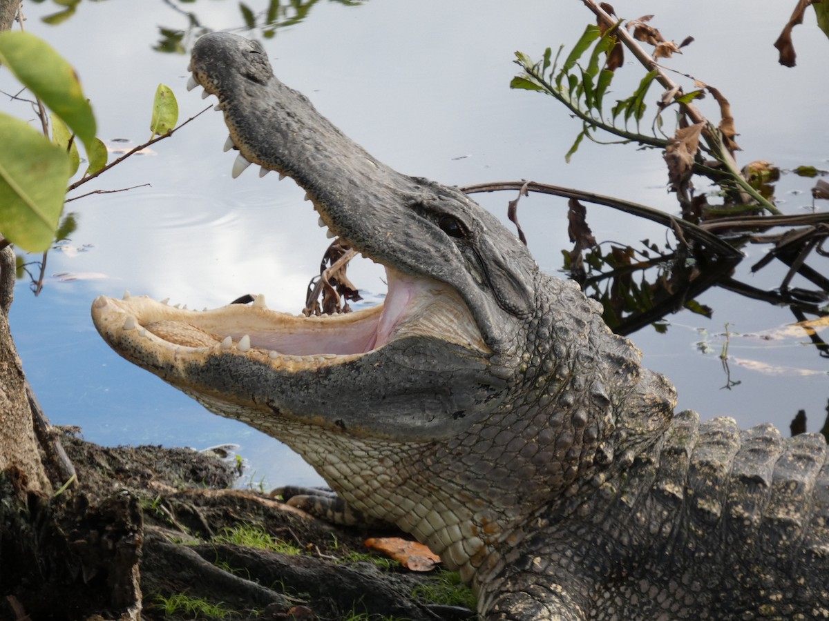 ミシシッピアリゲーター - ML646714049