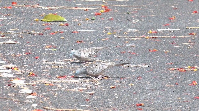 Полосатая горлица - ML646714050