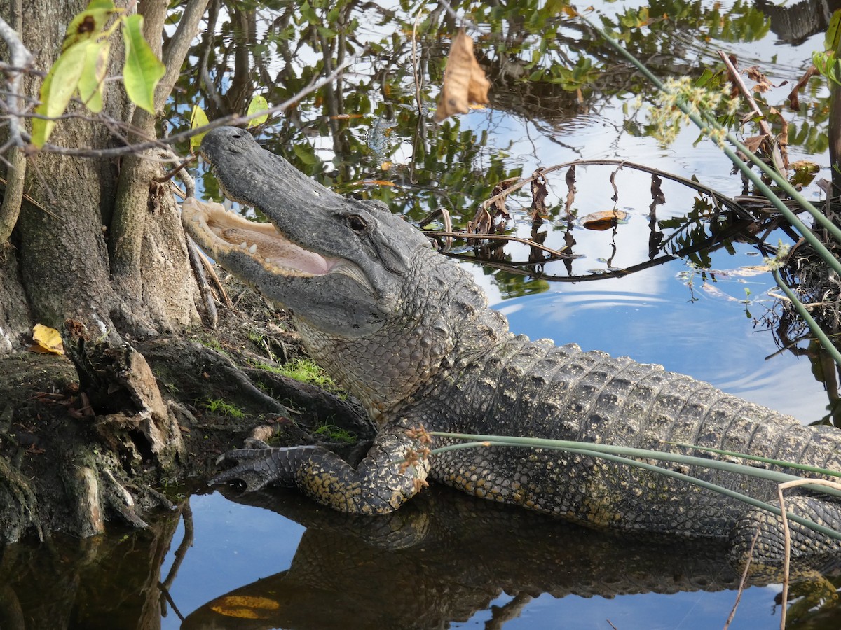 ミシシッピアリゲーター - ML646714051