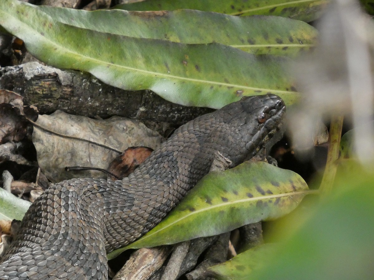 Banded Watersnake - ML646714052