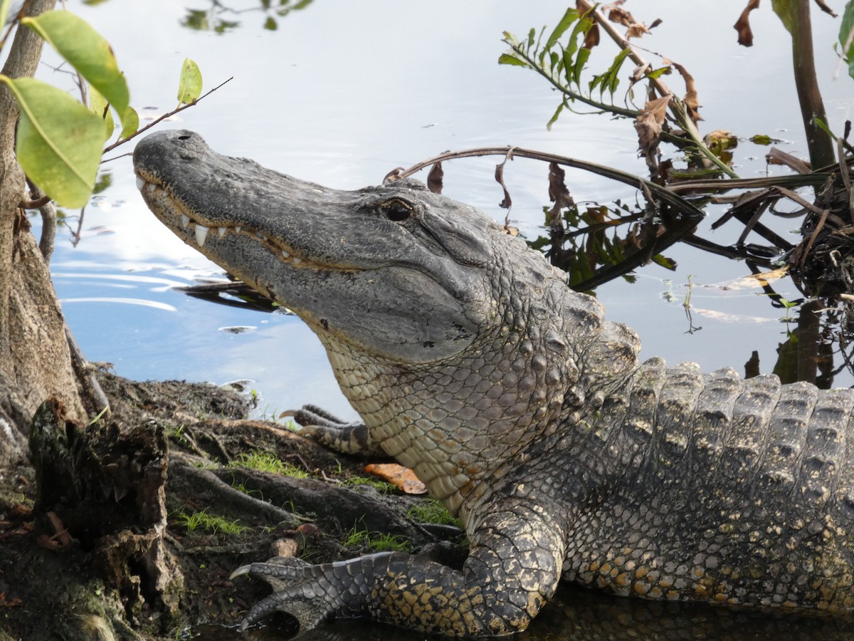 ミシシッピアリゲーター - ML646714053