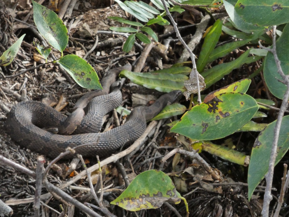Banded Watersnake - ML646714054