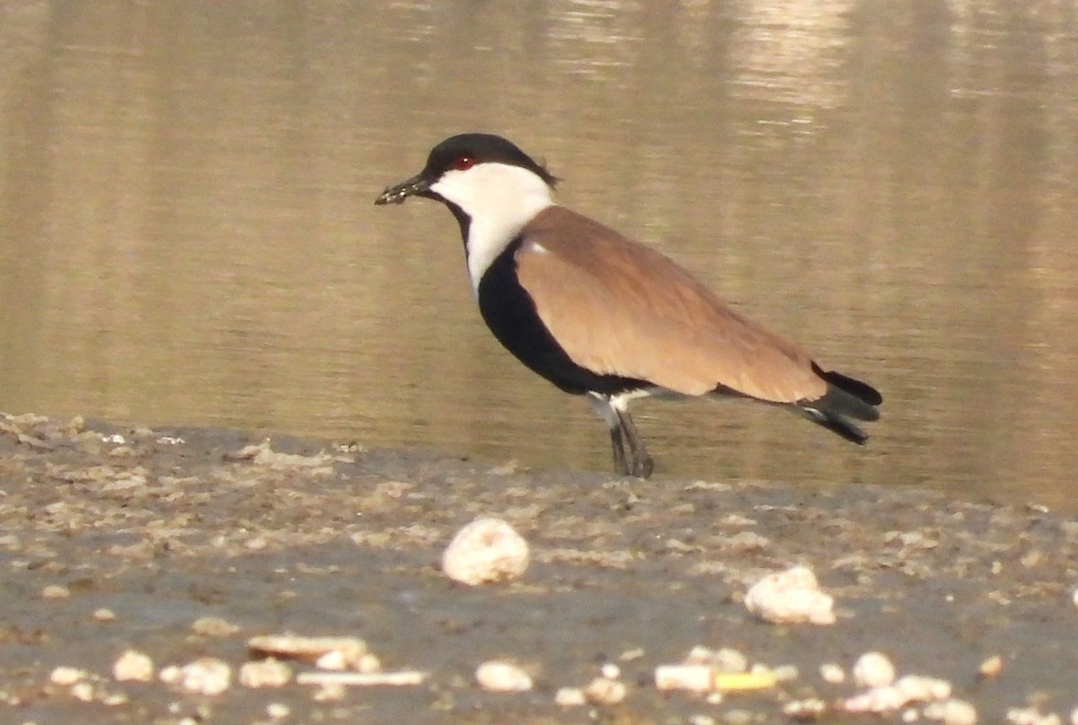 Spur-winged Lapwing - ML646714056