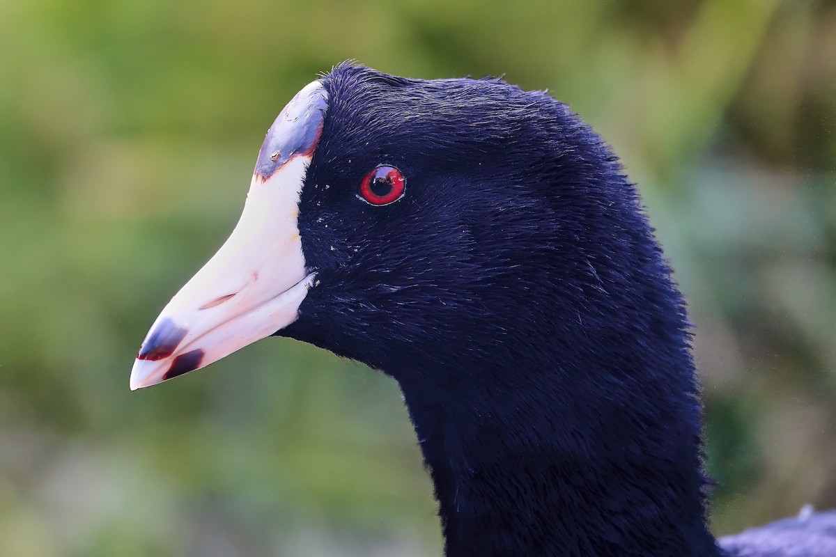 American Coot - ML646714057