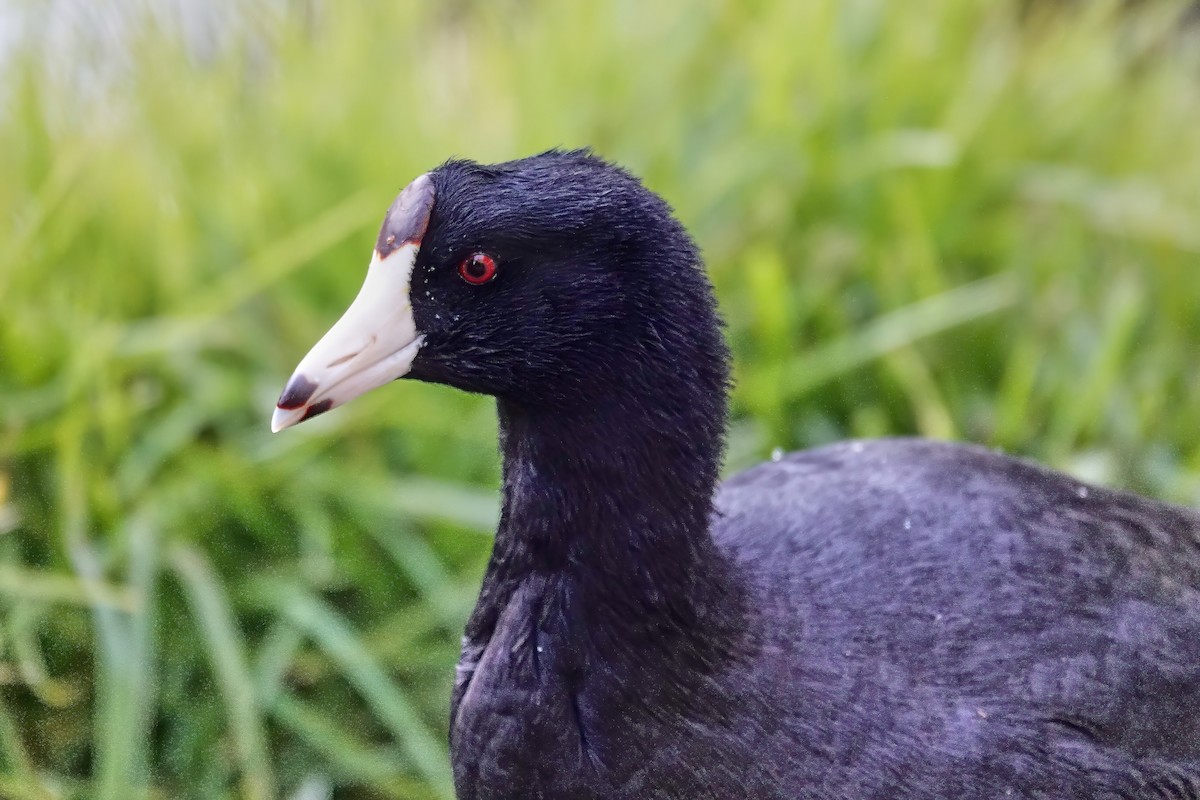 American Coot - ML646714058
