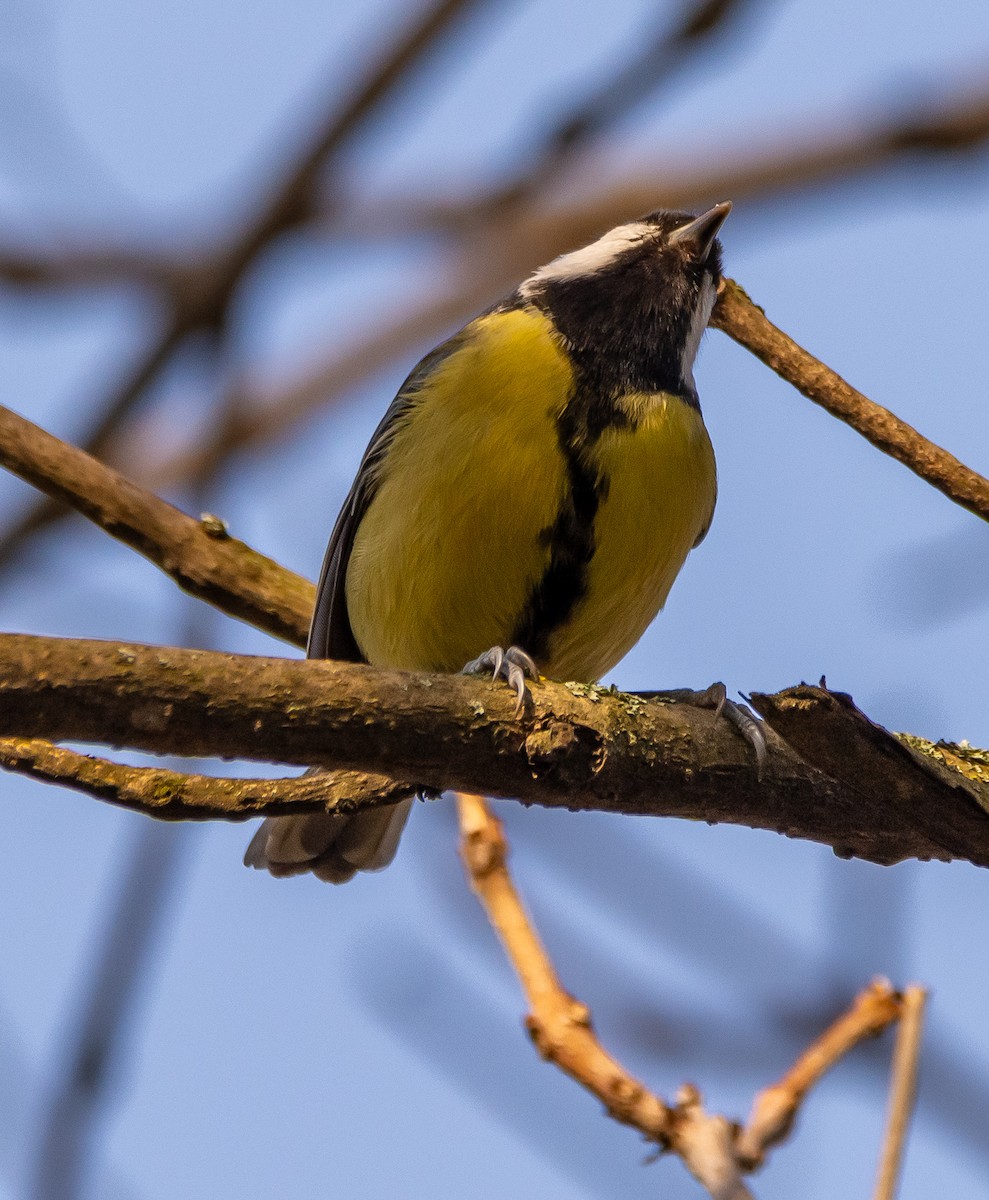 sýkora koňadra - ML646714059