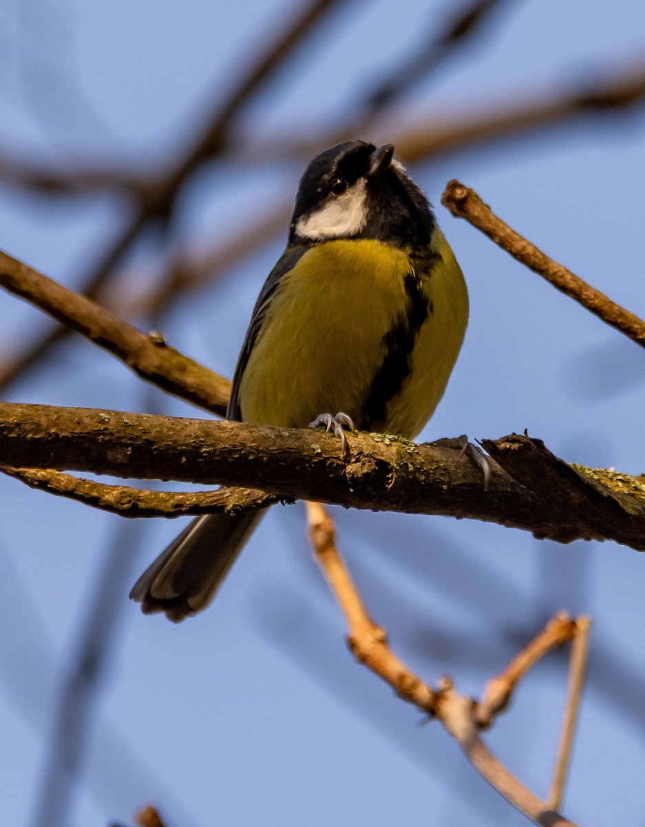 sýkora koňadra - ML646714060