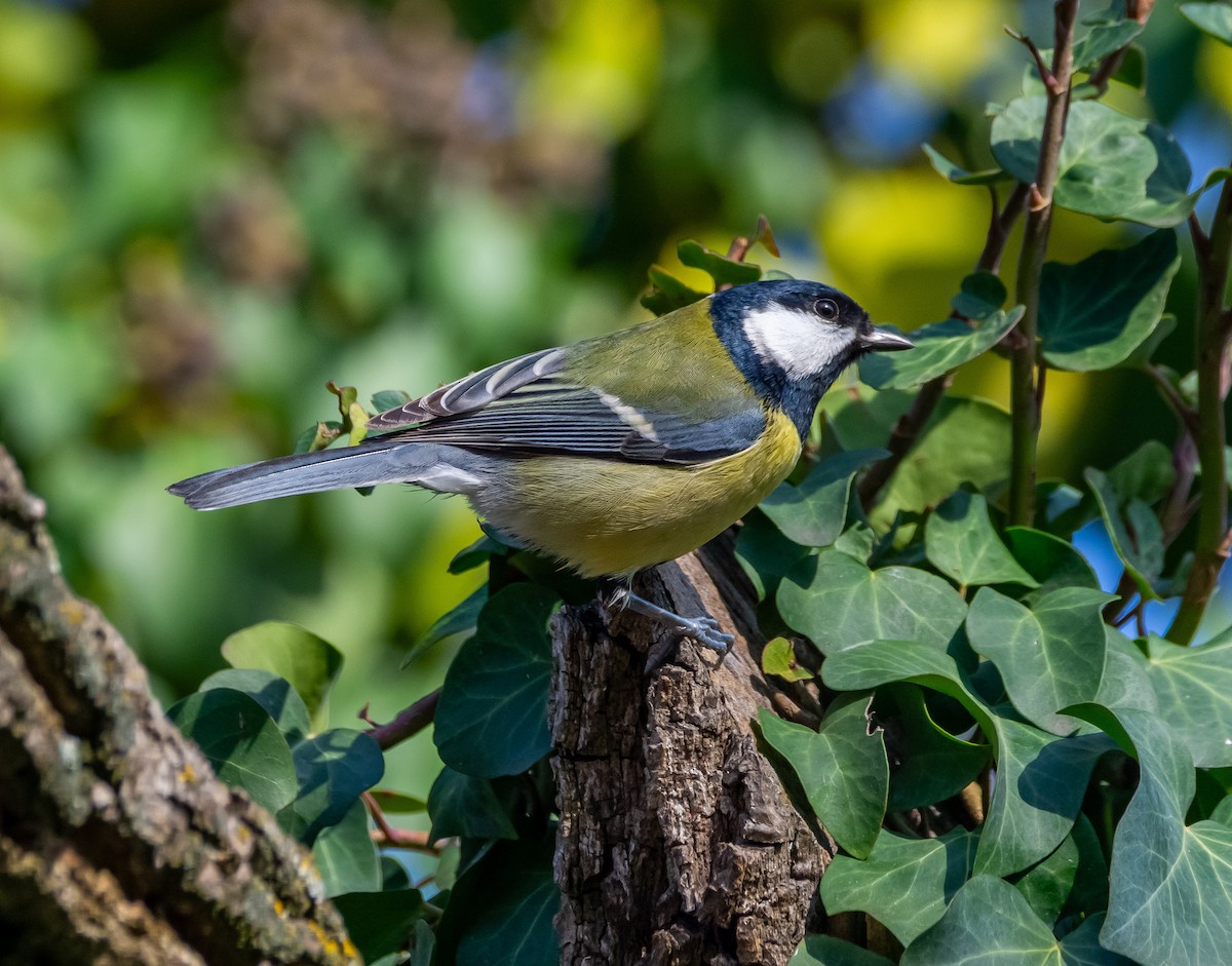 sýkora koňadra - ML646714062