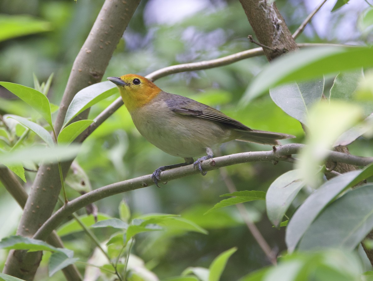 oransjehodetanagar - ML646714063