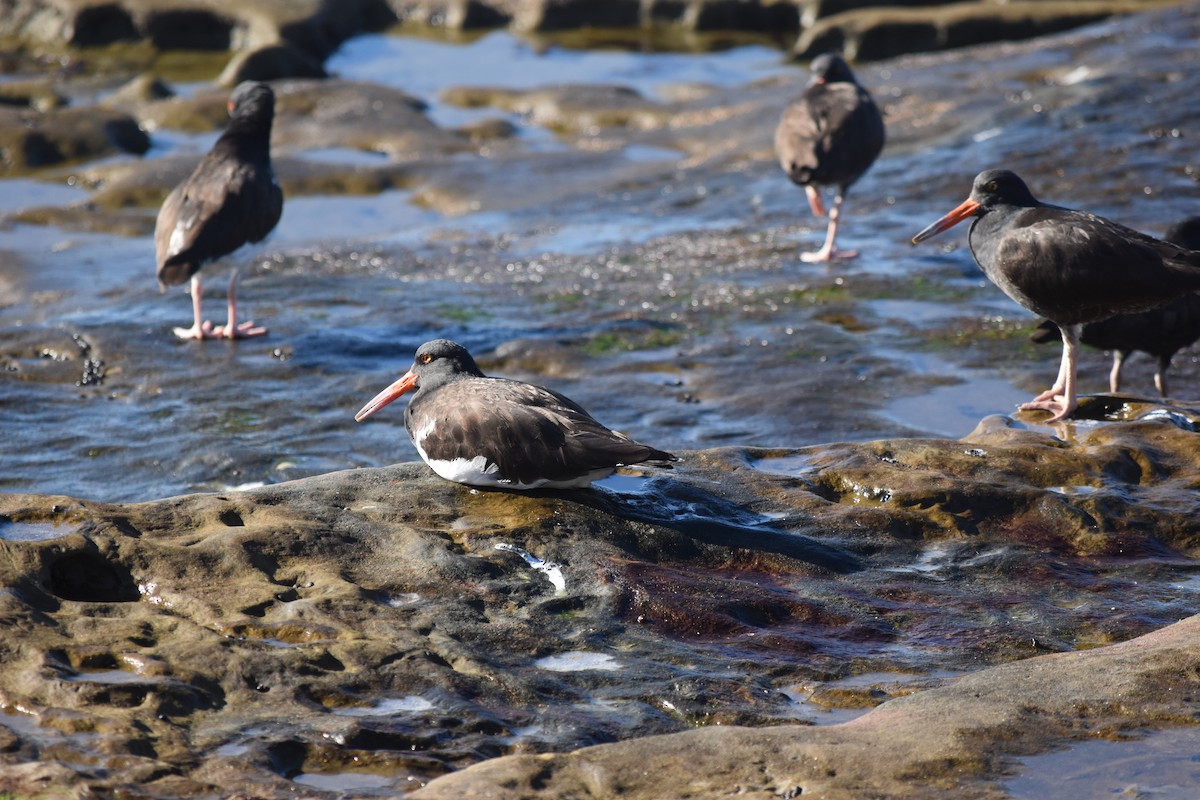 American x Black Oystercatcher (hybrid) - ML646714065