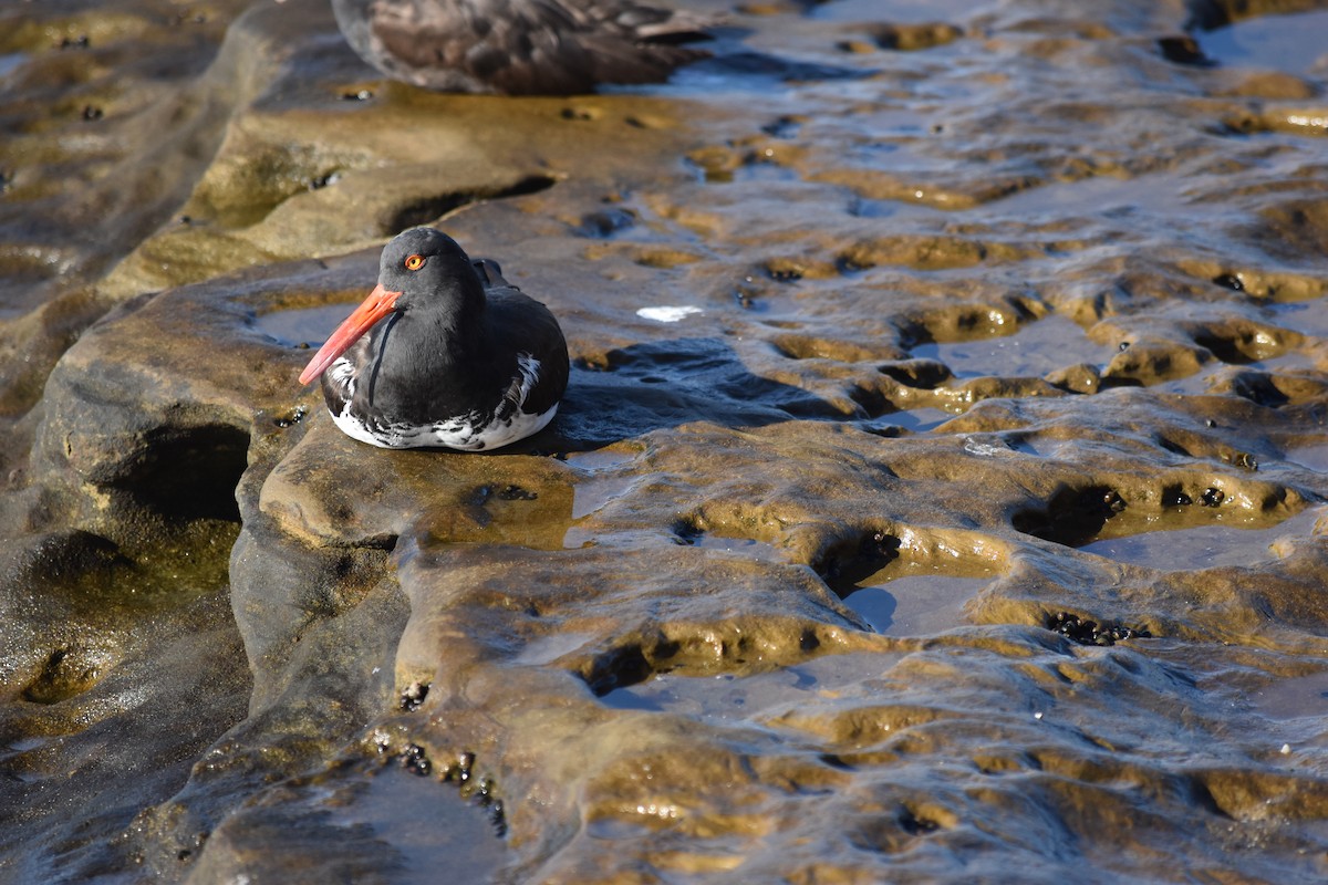 American x Black Oystercatcher (hybrid) - ML646714066