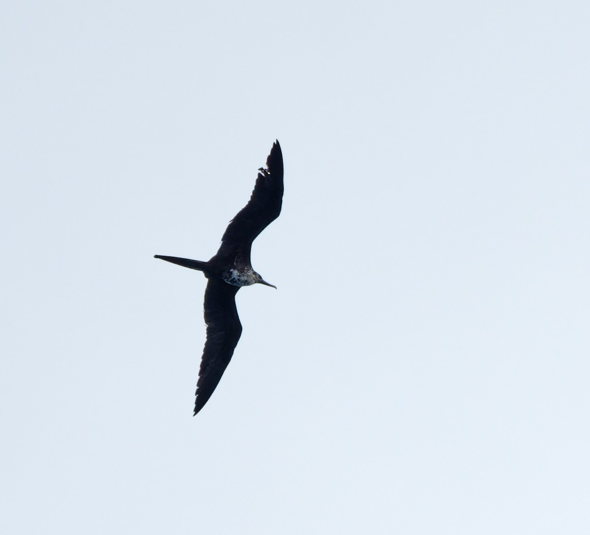 Magnificent Frigatebird - ML646714067