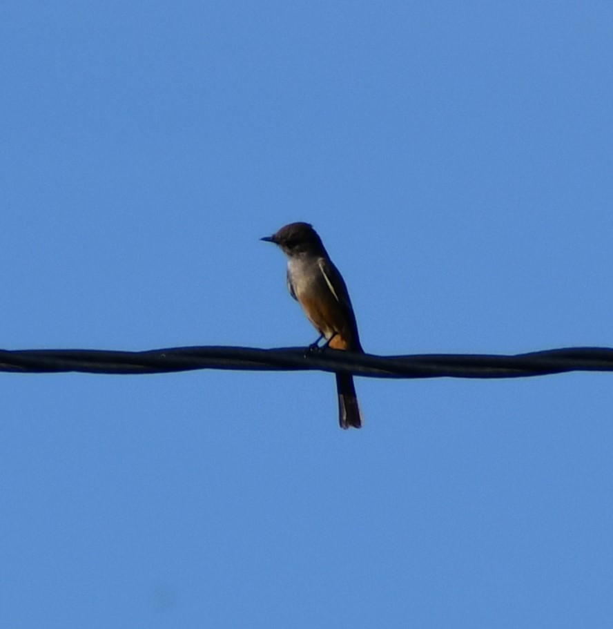 Say's Phoebe - ML646714068